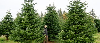 Juletræsbranchen aner lys for enden af tunnelen