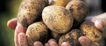 Vejret driller kartoffelavlerne: Har du helt styr på kulen?