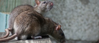 L&F med fair pris på rottebekæmpelse