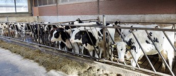 Hollandske mælkeproducenter  får pisk - og skal op i ydelse