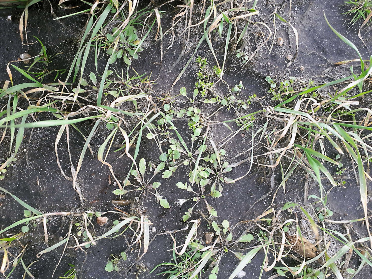 Det er nu, I skal i marken