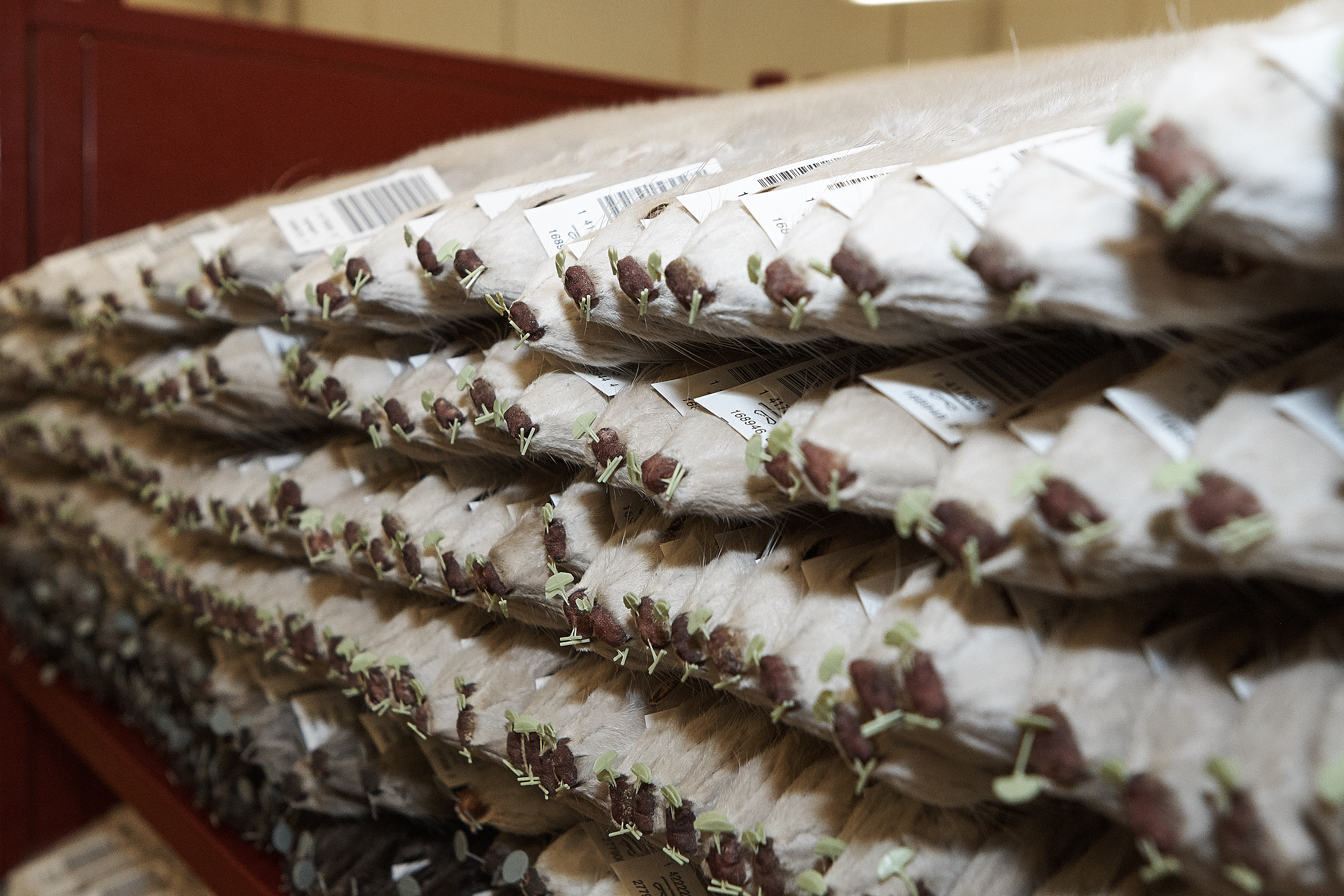 Minkaftale: Nu skal der regnes på tallene