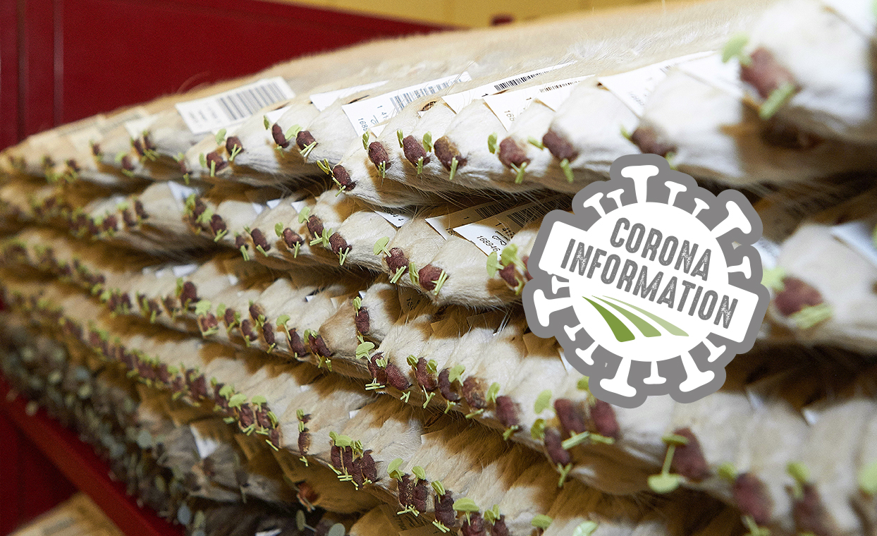 Nu kan minkavlerne søge hjælpepakke