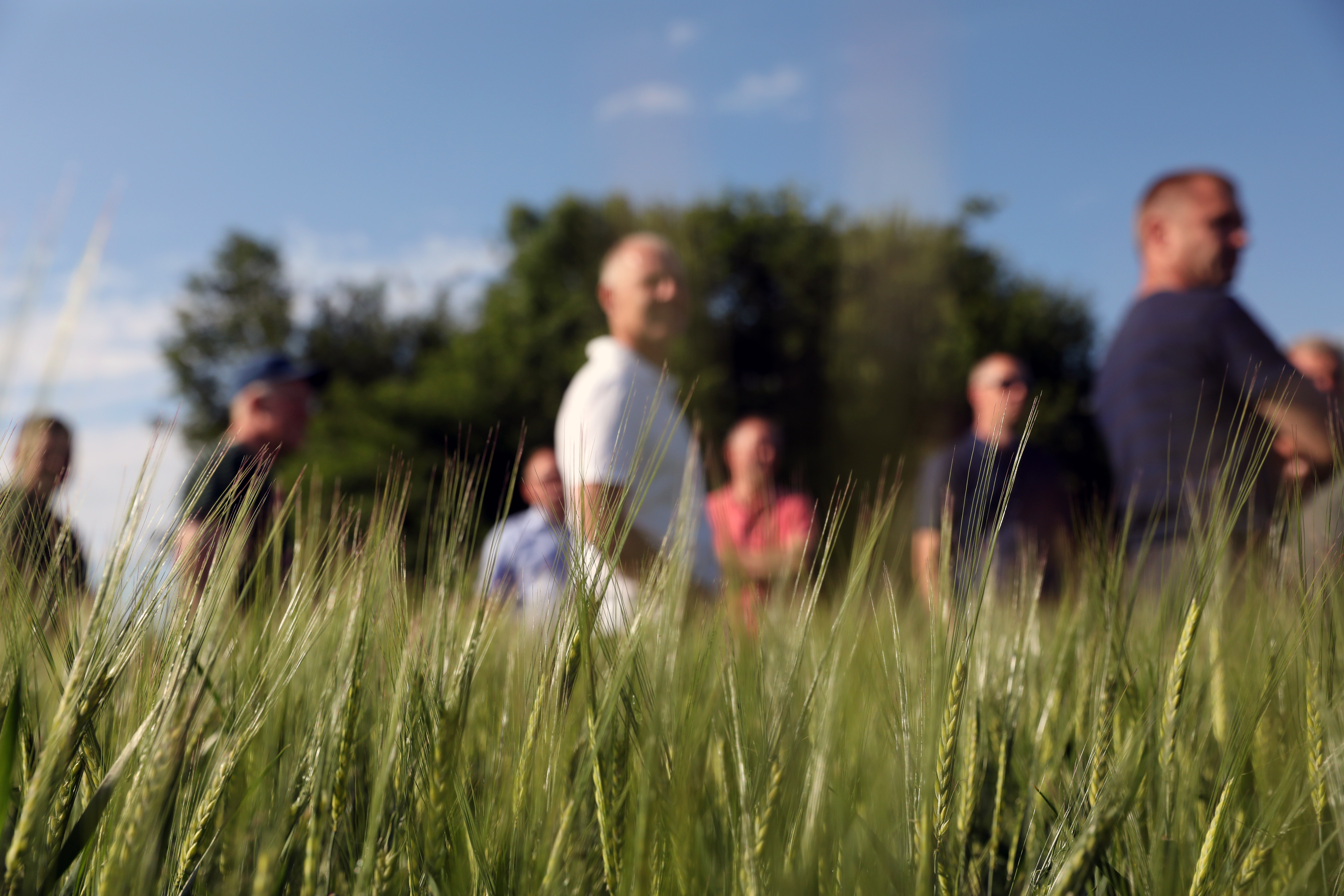 Brandgode afgrøder ved Brande