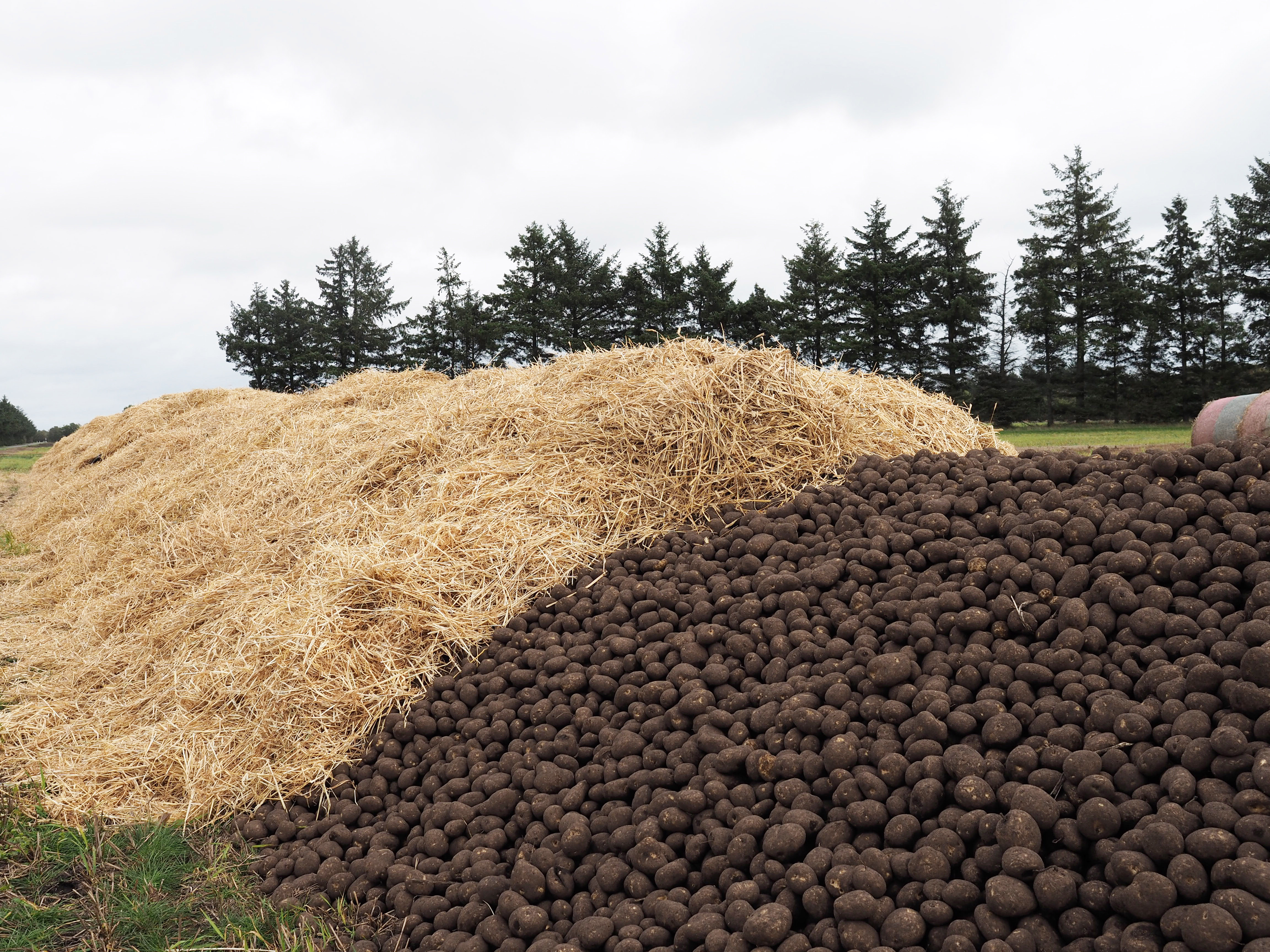 Salget af læggekartofter til eksport går godt