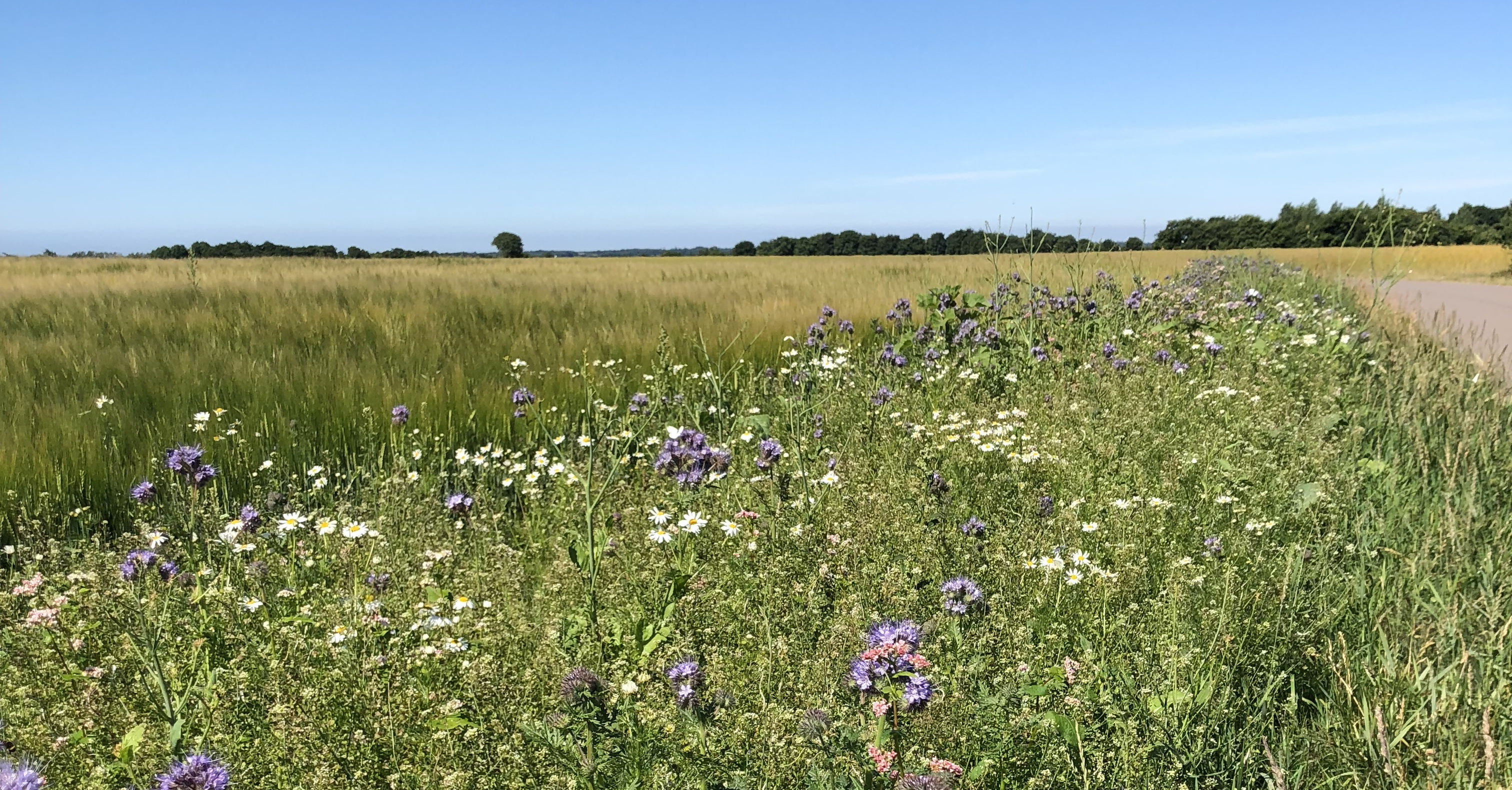 Hædres for at gavne markvildt