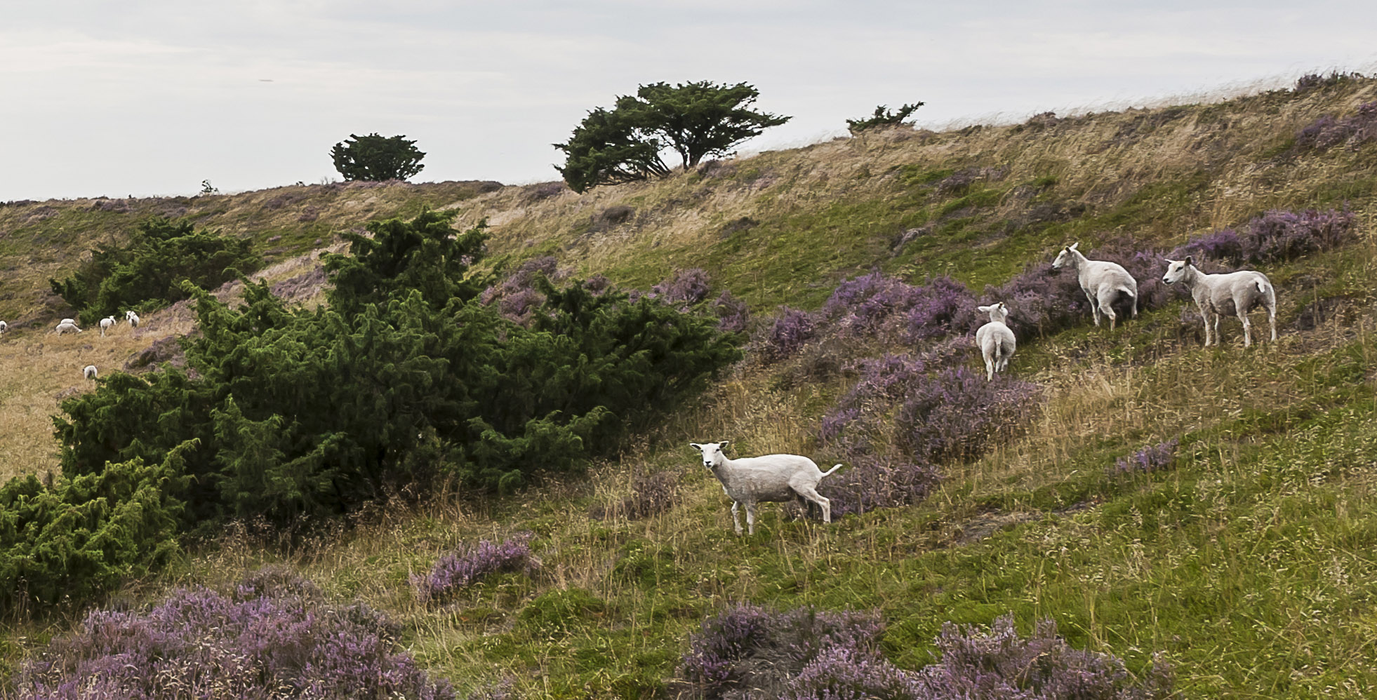 Ny tilskudsrunde til Natura 2000-arealer