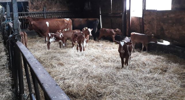 Fravænning og opstaldning  i ko-kalv-systemer