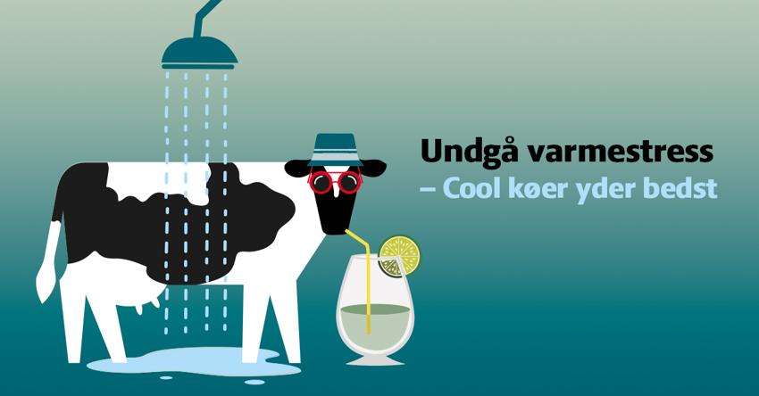 Cool køer yder bedst