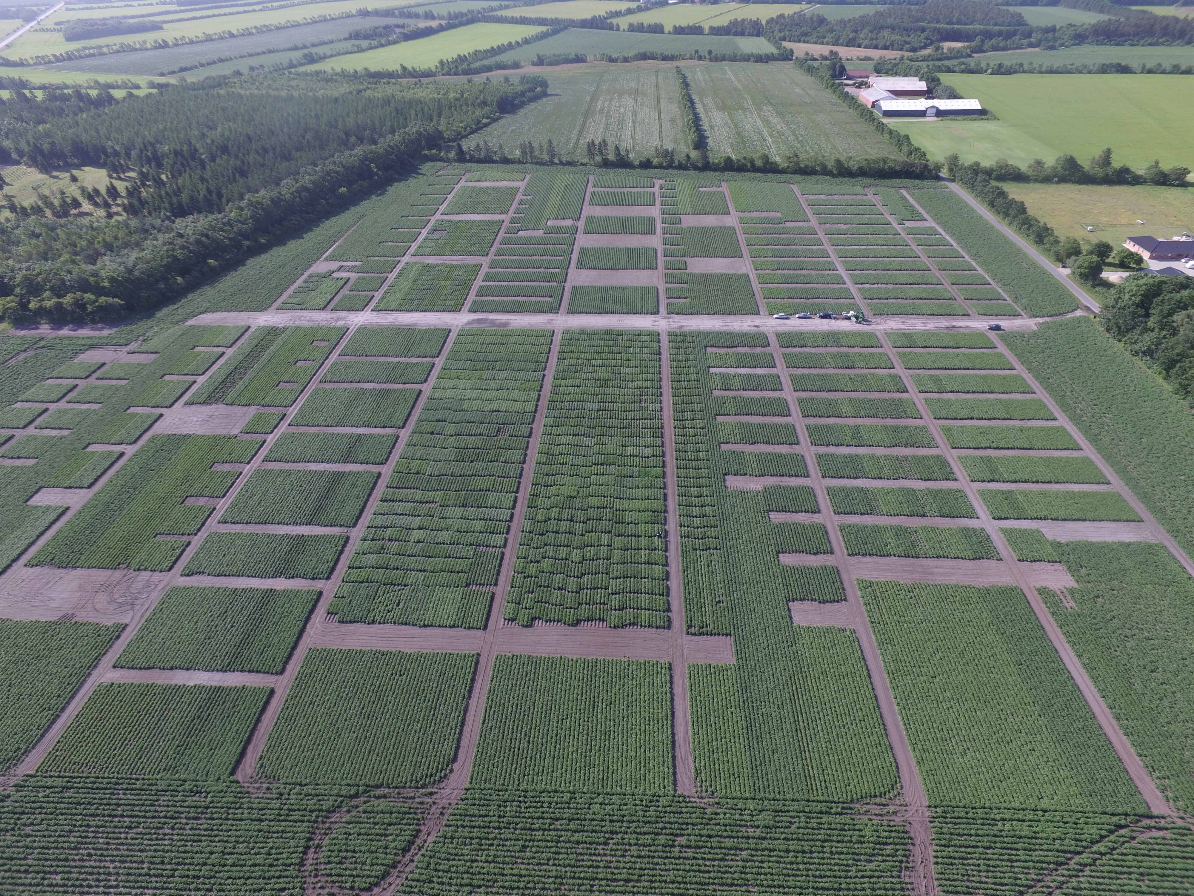 Kartoffeldag holdes i mindre grupper