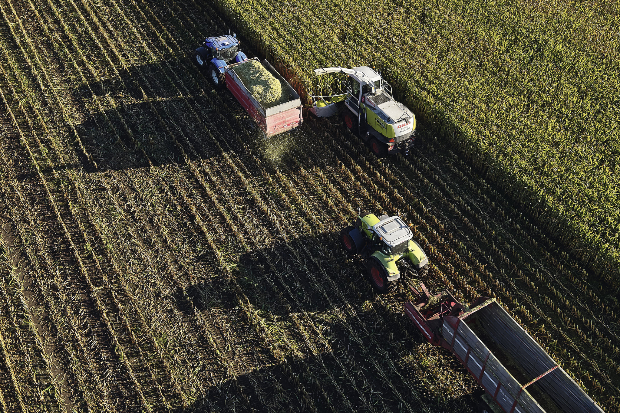 Pas på at din majs ikke bliver for tør