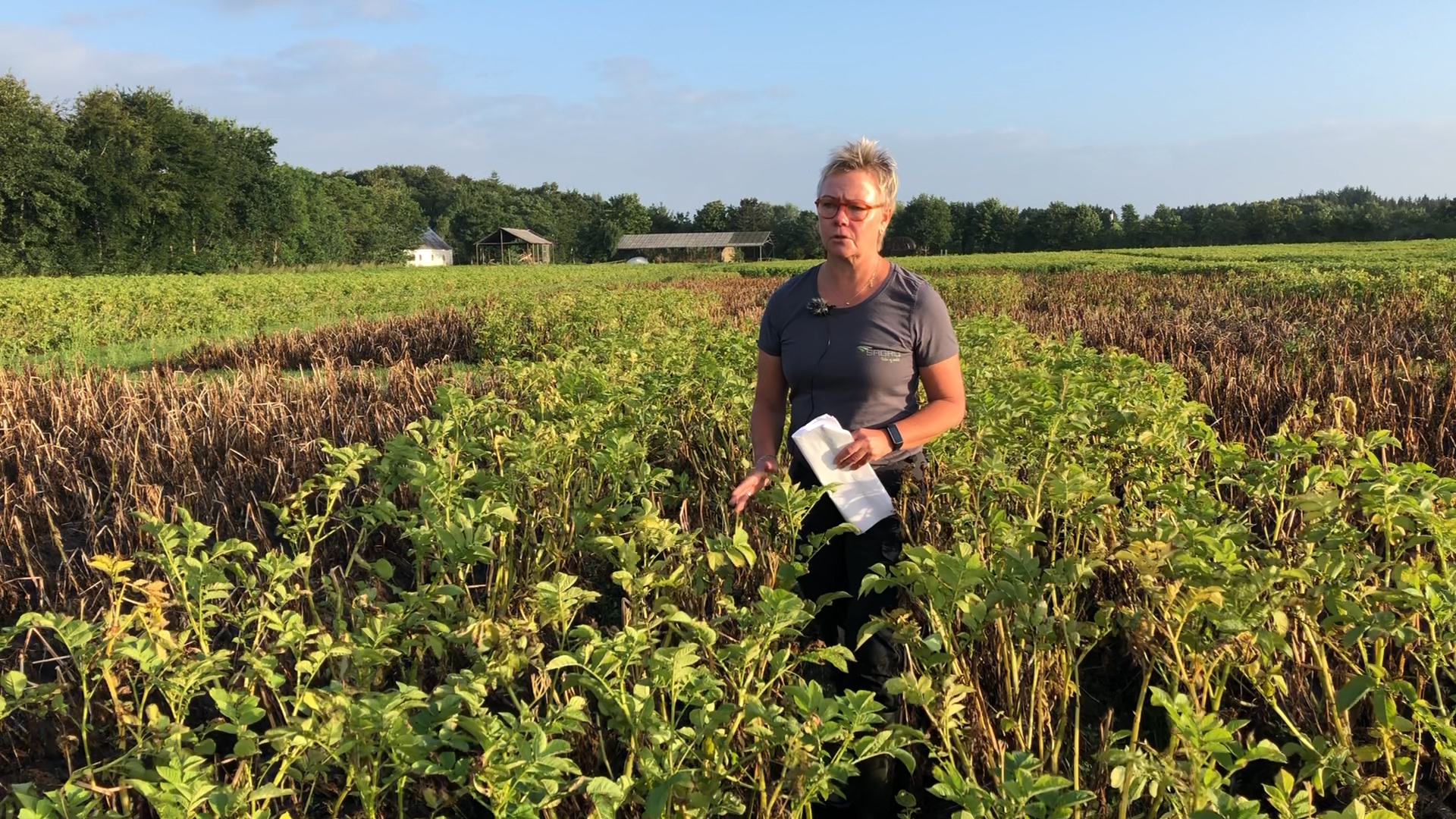 Ikke noget reelt kemisk alternativ til Reglone