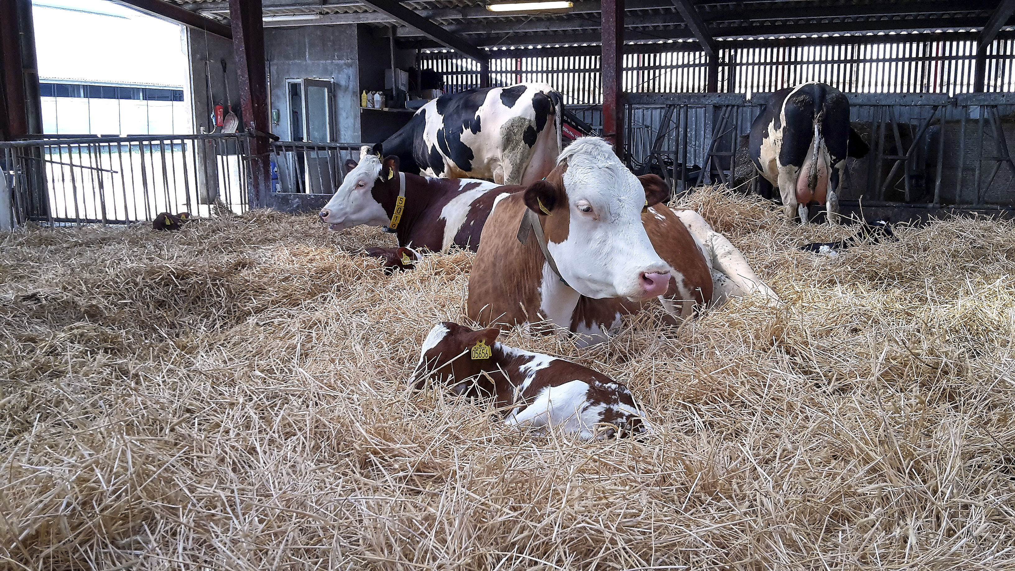 Gevinst ved samvær mellem ko og kalv