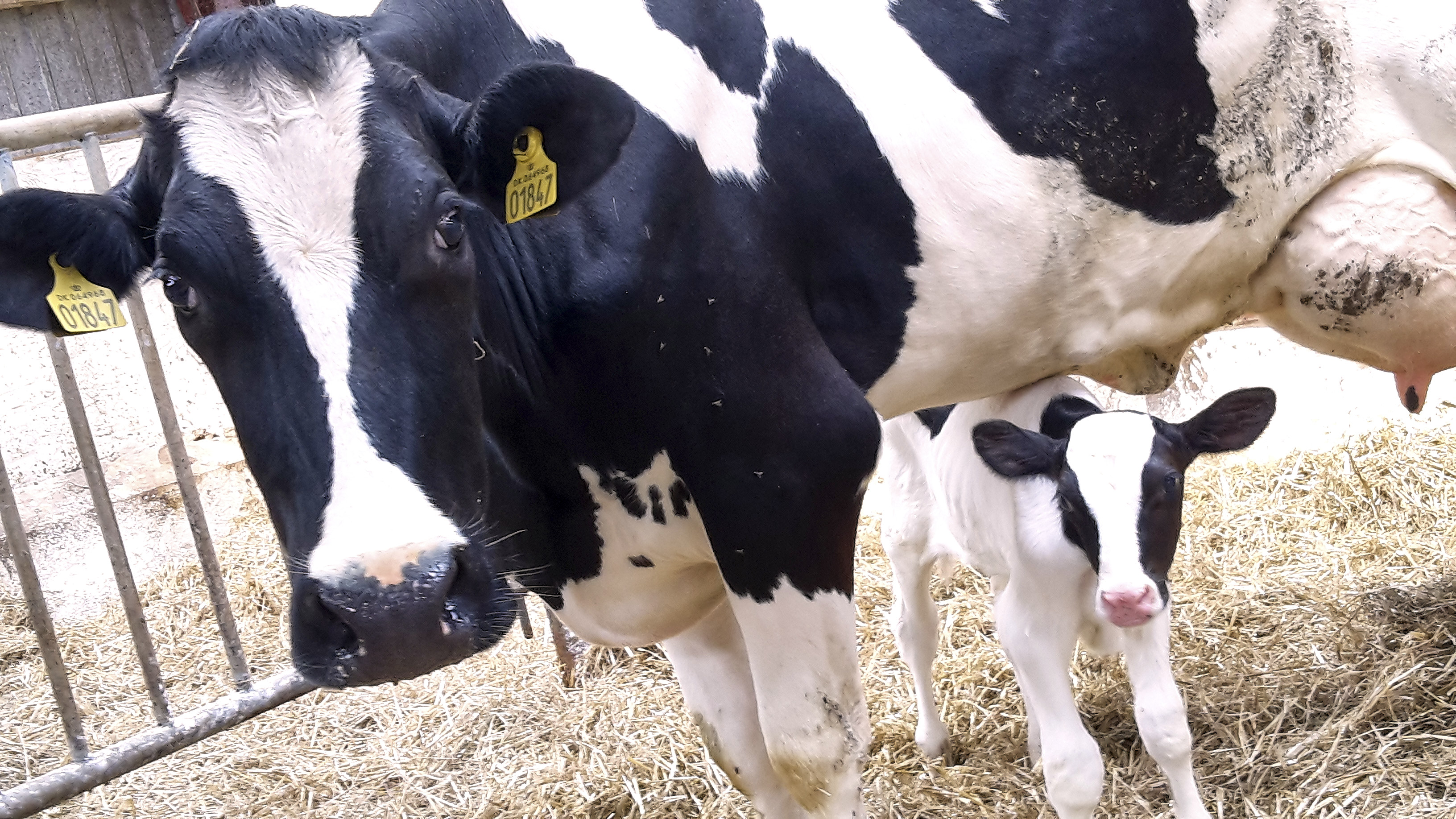 Først til mølle: Bliv en del af en ERFA-gruppe for mælkeproducenter