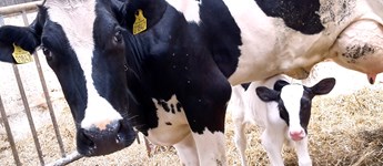 Først til mølle: Bliv en del af en ERFA-gruppe for mælkeproducenter