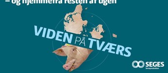 Årets Svinekongres bliver til VIDEN PÅ TVÆRS