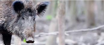 Bliv klogere på svinepesten i Tyskland