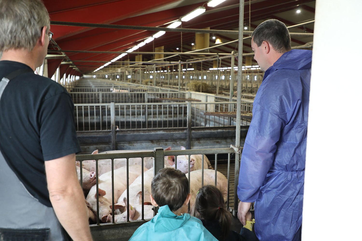 Åbent Landbrug: Sådan bliver der arbejdet i en svineproduktion