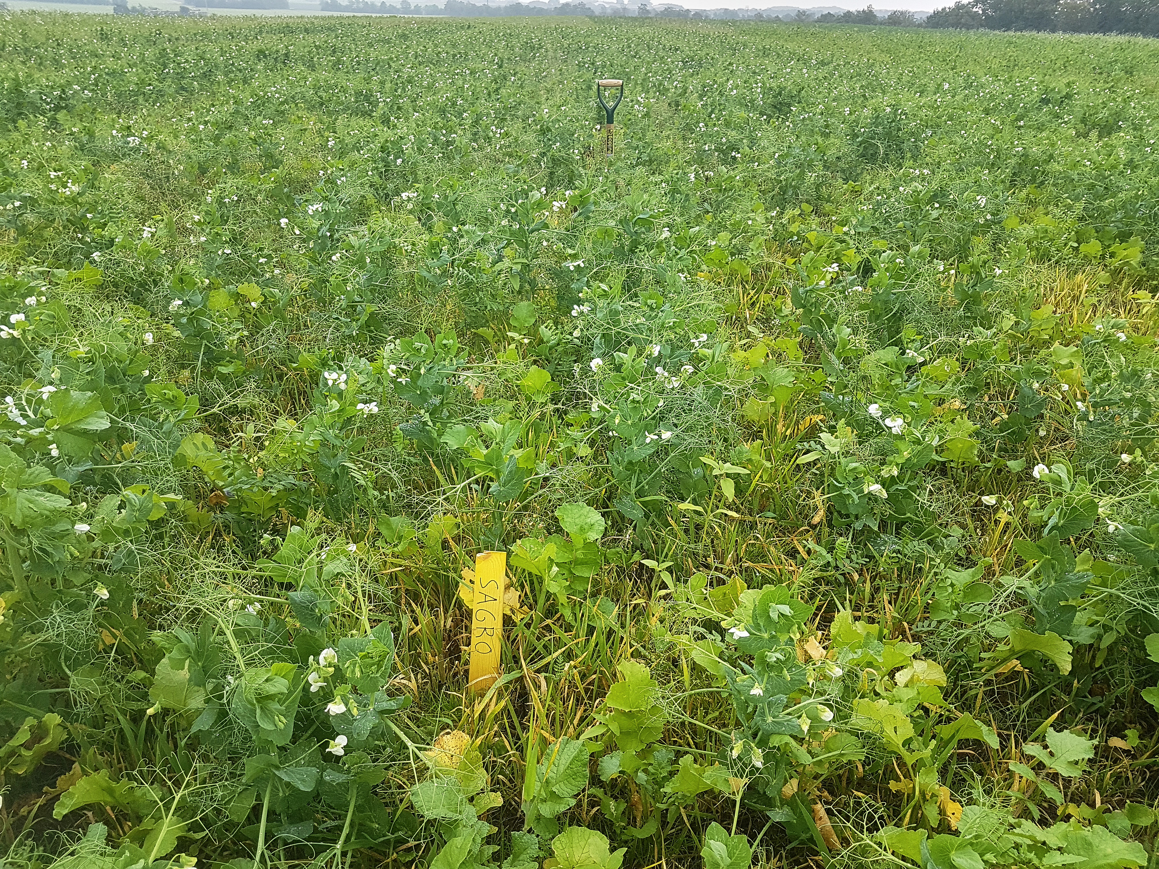 ØkologiRådgivning Danmark vinder Efterafgrødekampen