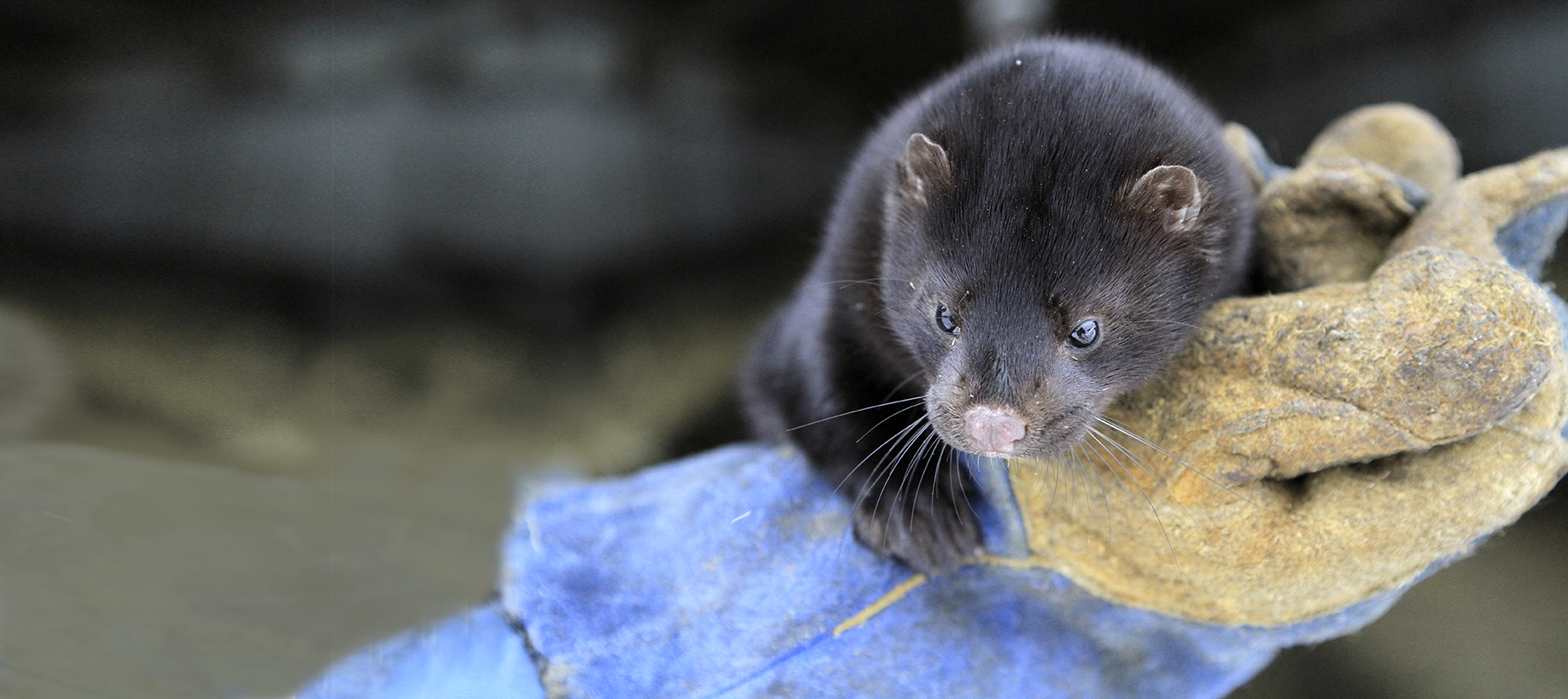 Minkaftale - og hva' nu? SAGRO er klar med online-webinar