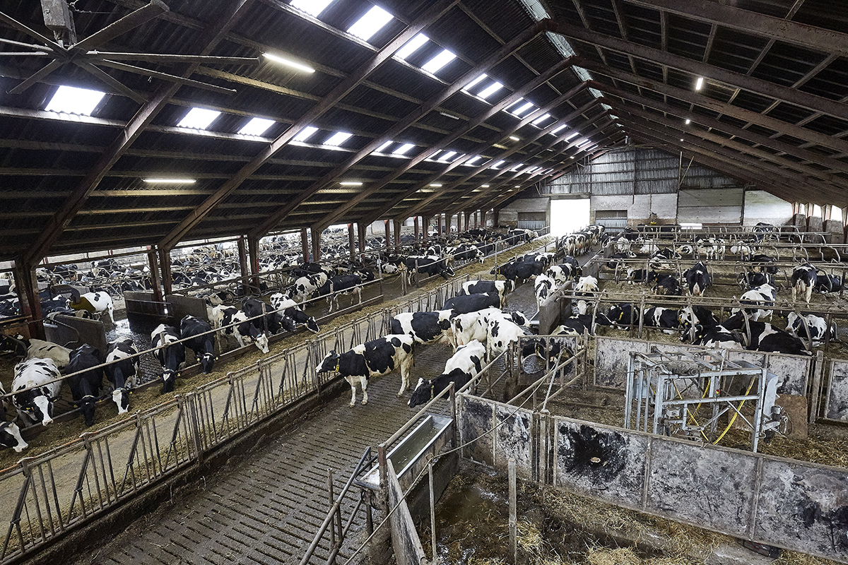 Ansøgningsfristen til modernisering af kvægstalde er forlænget