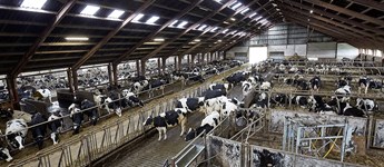 Ansøgningsfristen til modernisering af kvægstalde er forlænget