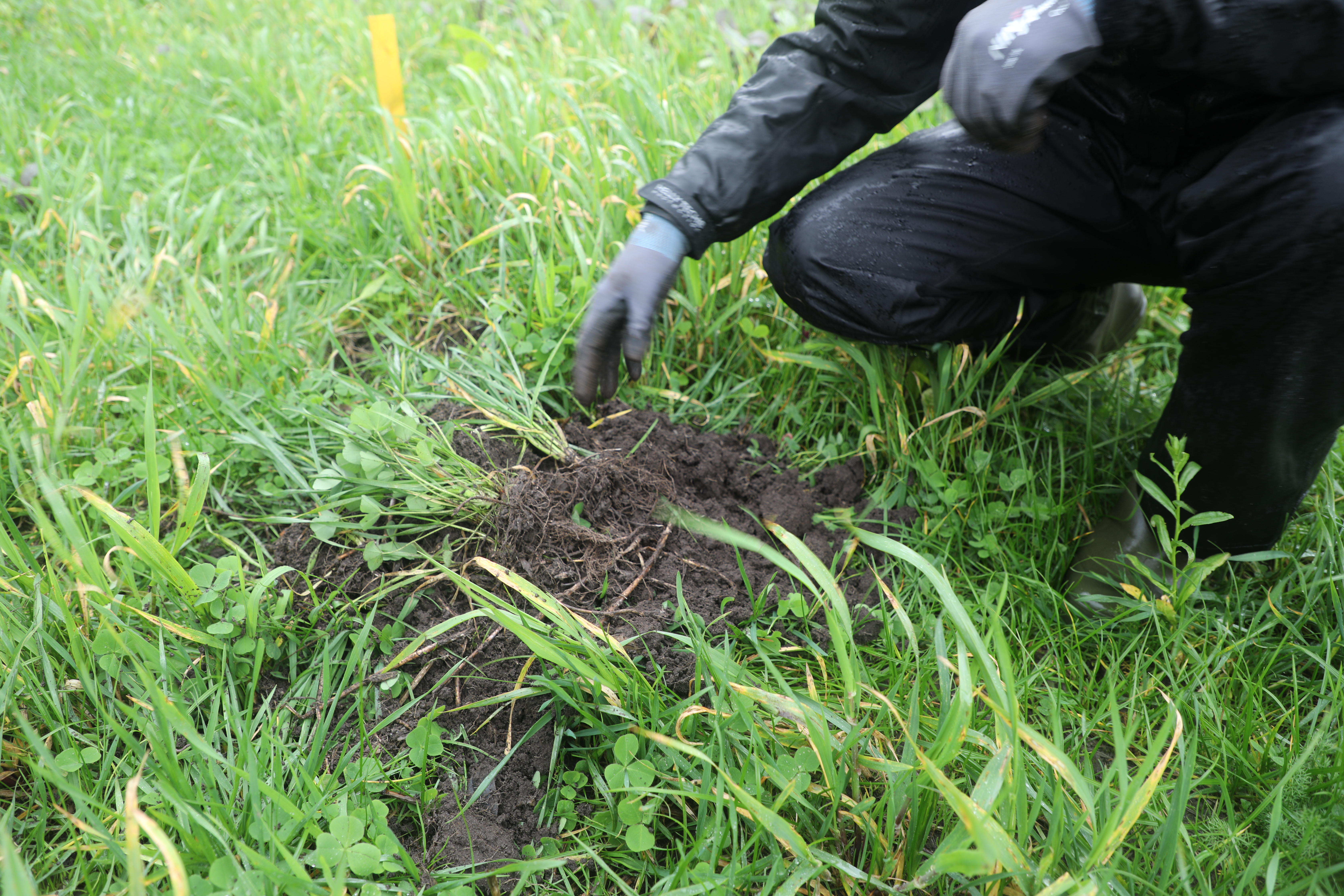 I forsøgsmarkerne er blodkløver og rajgræs et godt efterafgrøde-par