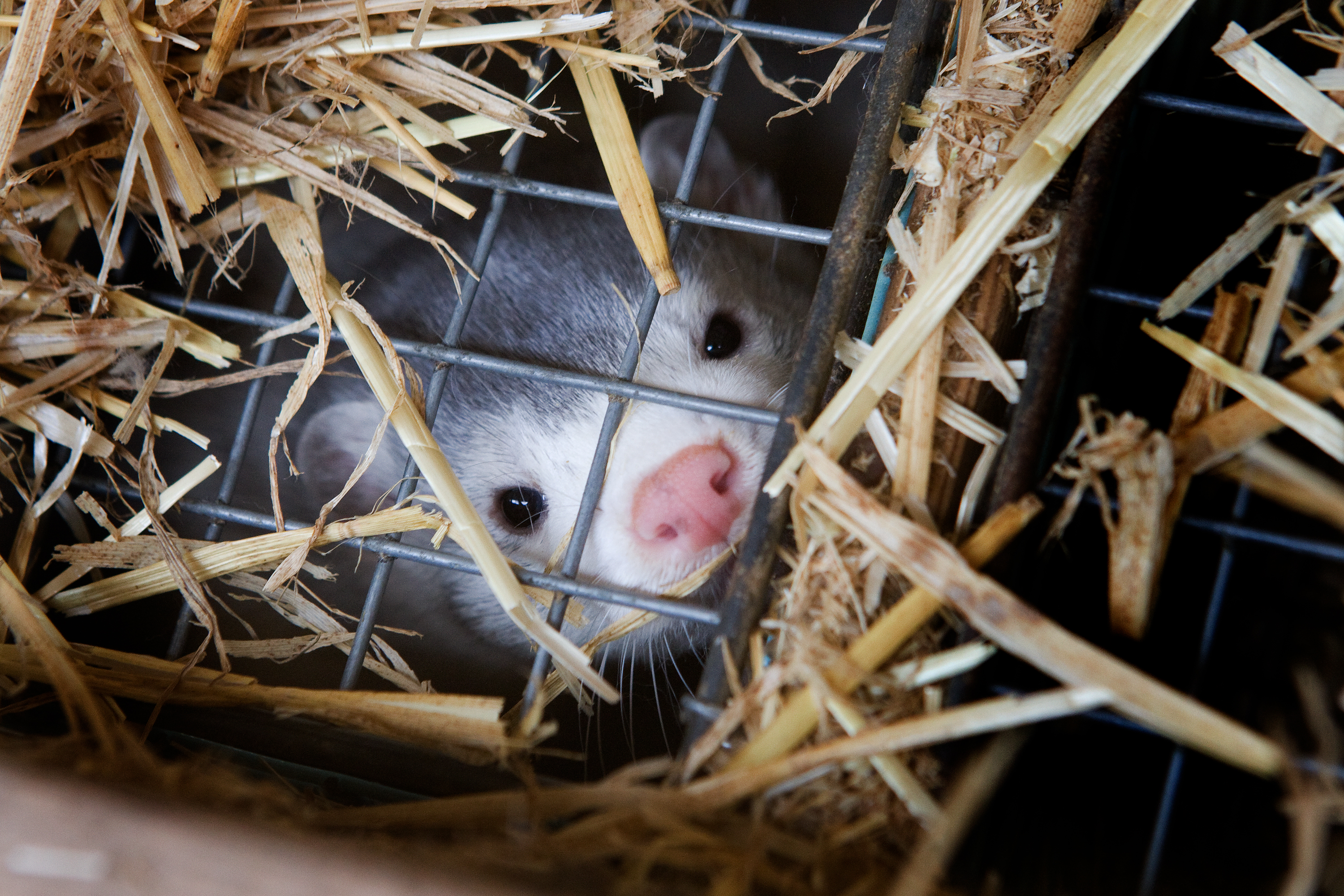 Minkavlere skal være særligt opmærksomme på A-kasseregler