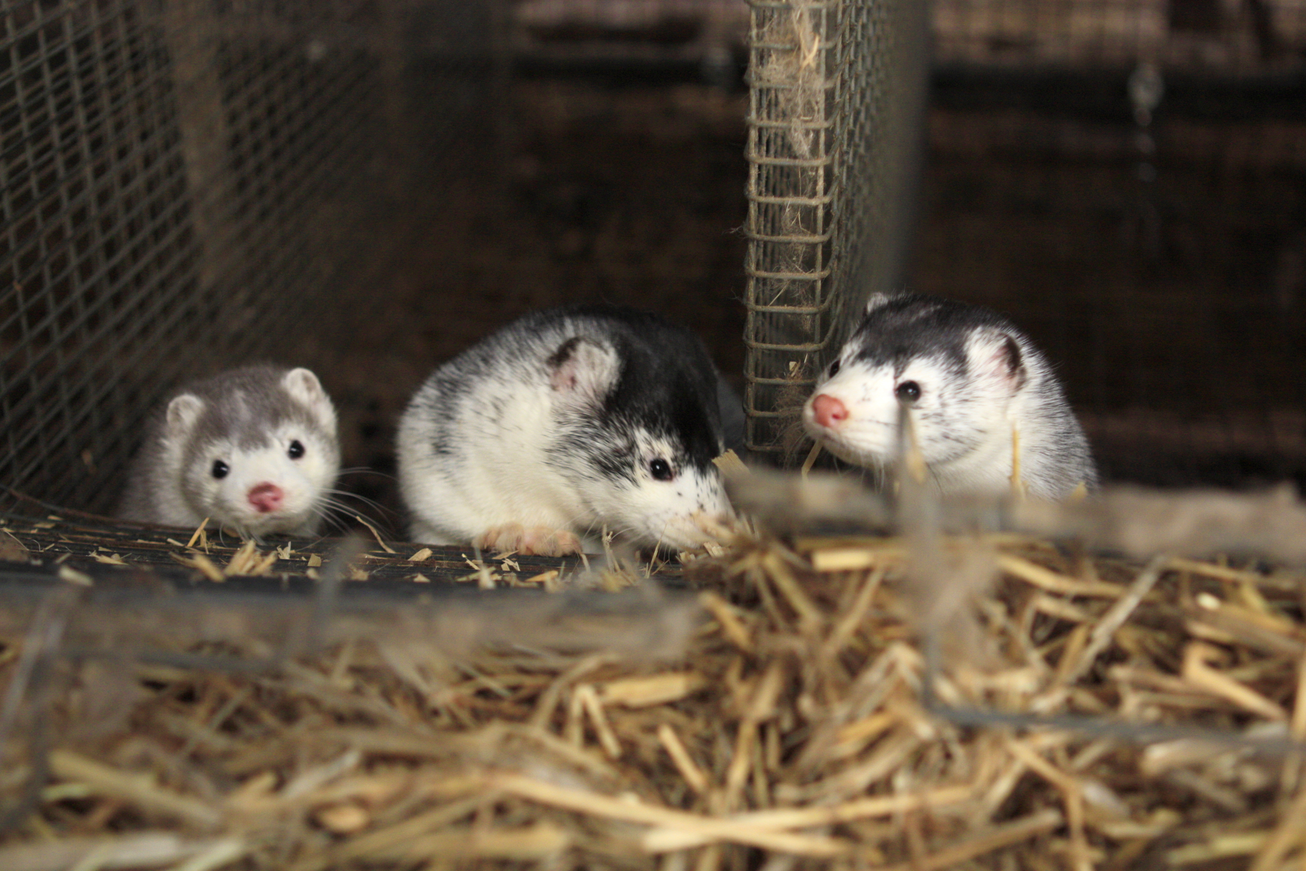 ONLINE-MØDE: Minkavler – Kom godt videre