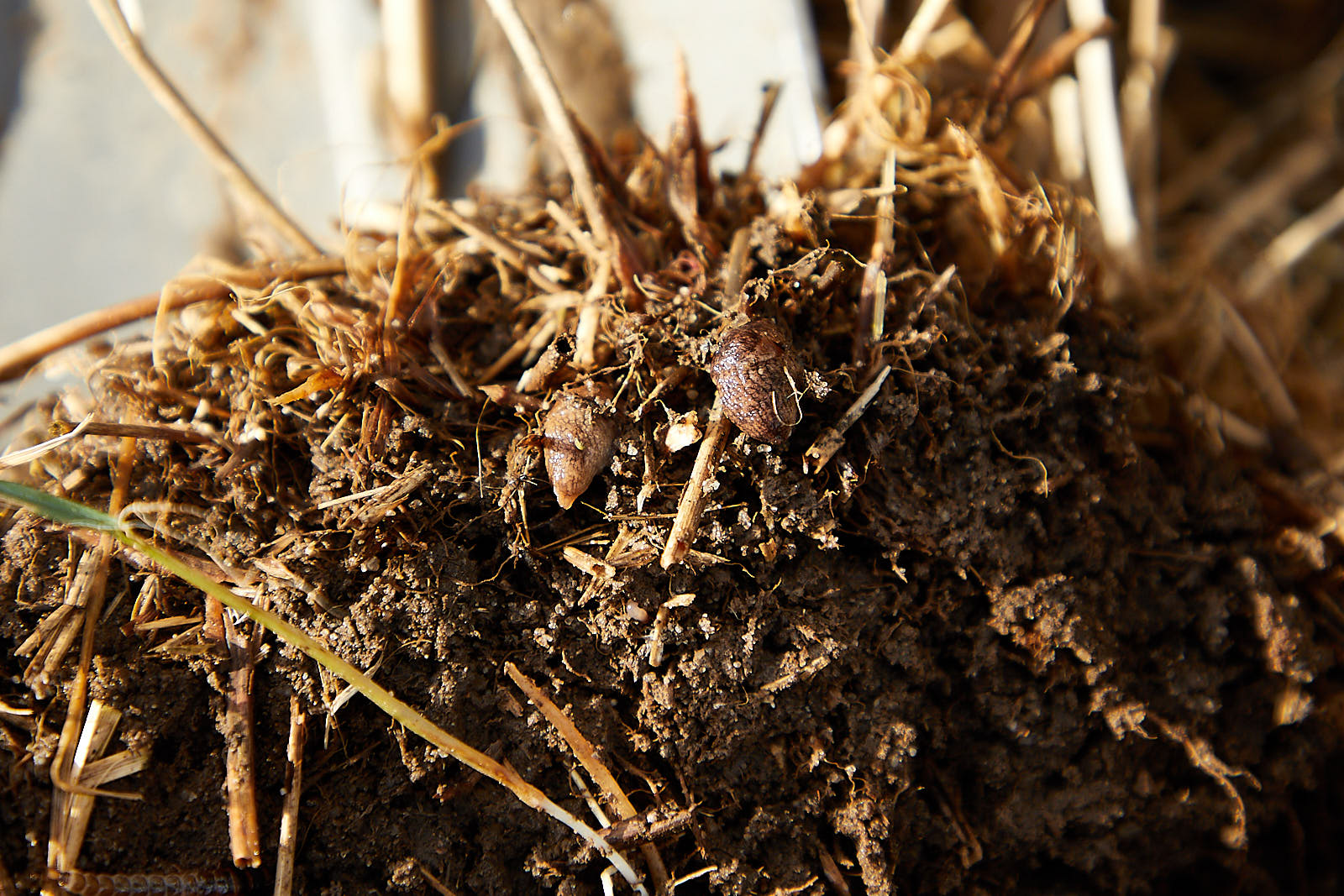 Snegle er mega ØV - men vi bliver klogere