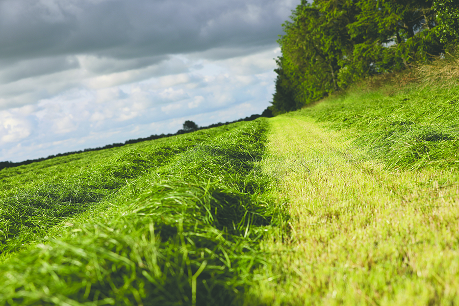 Avlere af nyt grønt græsprotein får faglig sparring i SAGRO