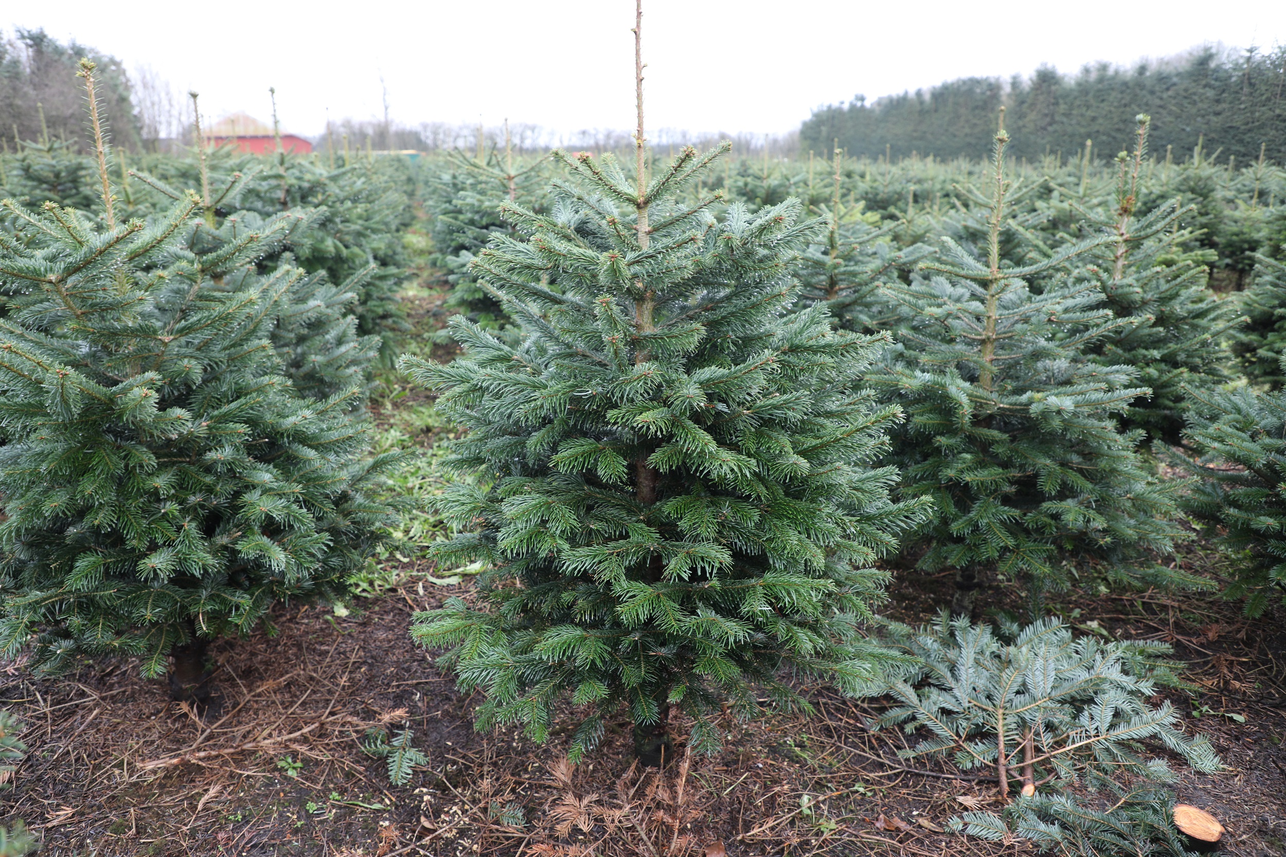 Juletræsproducent: lige nu rammer vi bunden