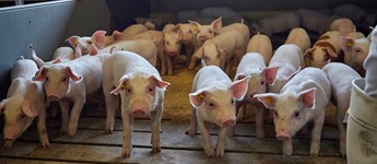 Danske svineproducenter skærer i gælden som aldrig før