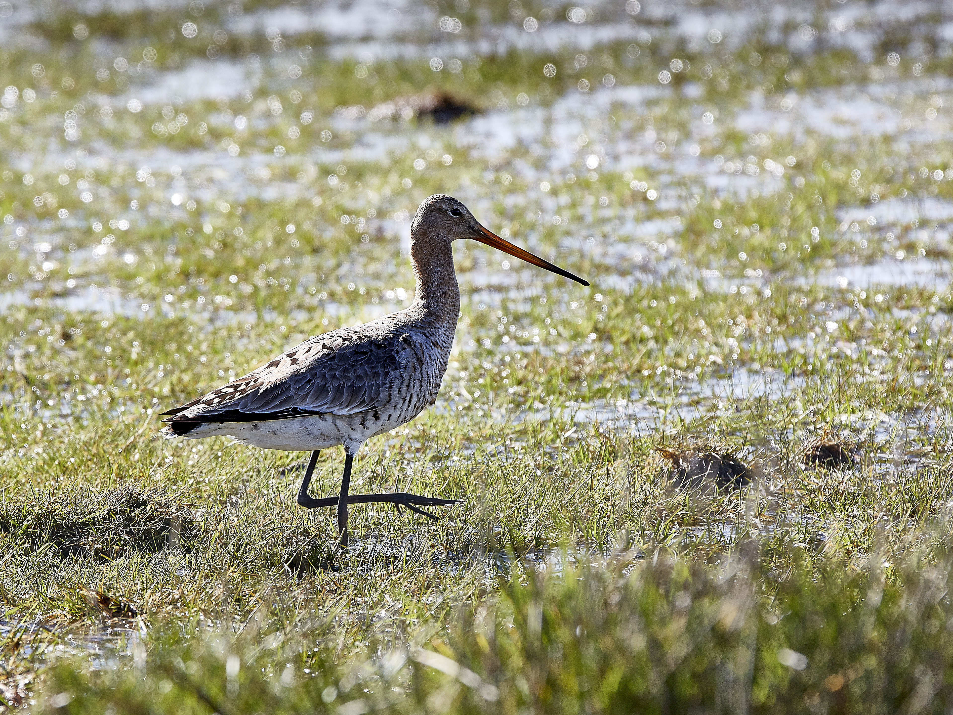 Dine lavbundsjorde har høj værdi i klimakampen