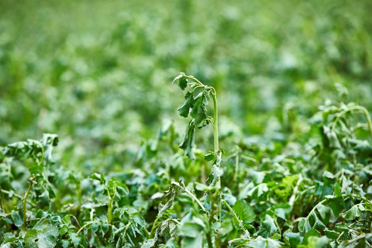 Rettidig omhu gælder også når efterafgrøden skal væk
