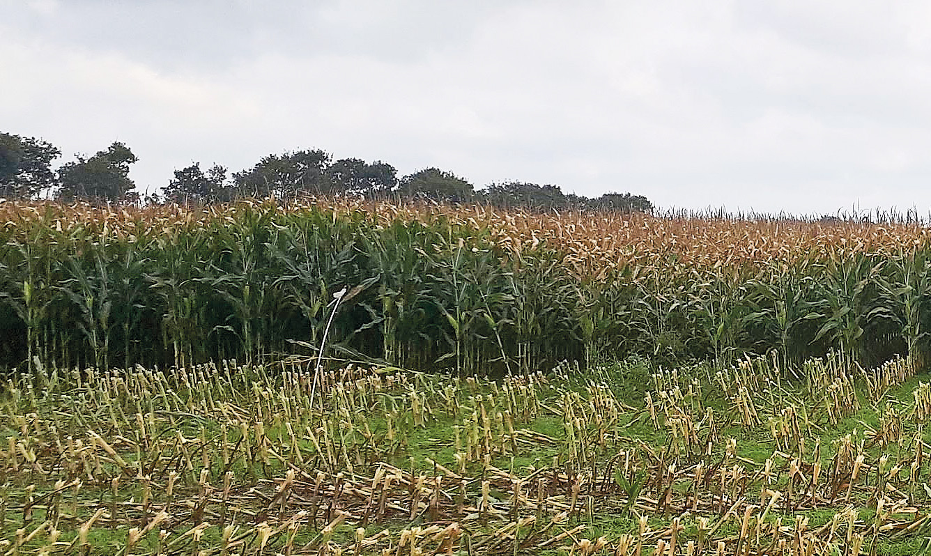 Rådgivere nærstuderer ujævne marker i pløjefrie systemer