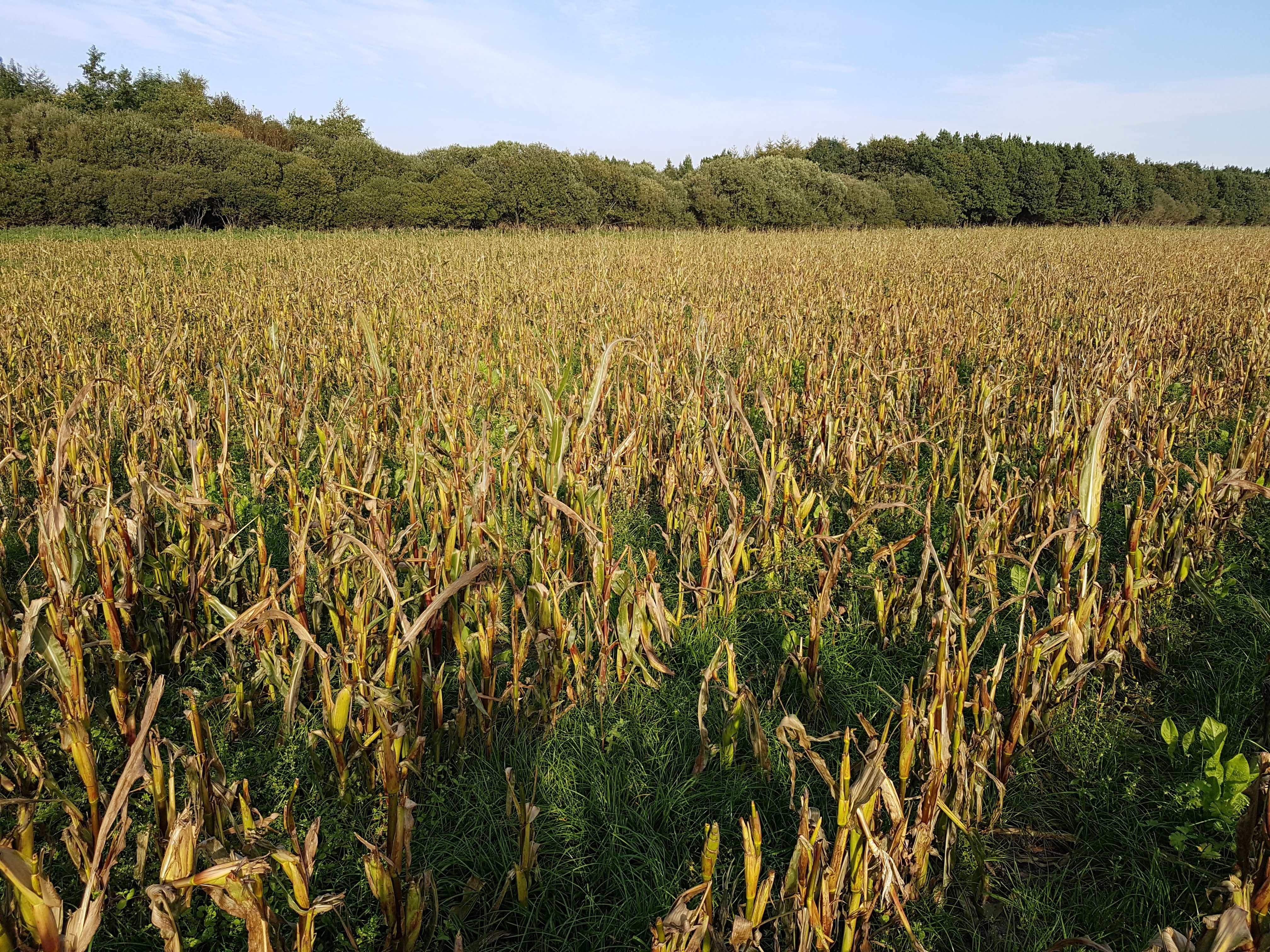 Fællesjagter på hjortevildt er bedste værn mod afgrødeskader