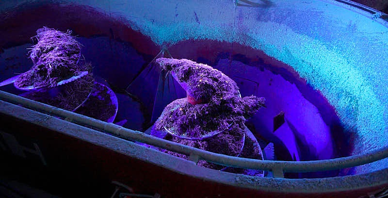 UV-lys afslører foderblanderens svaghed