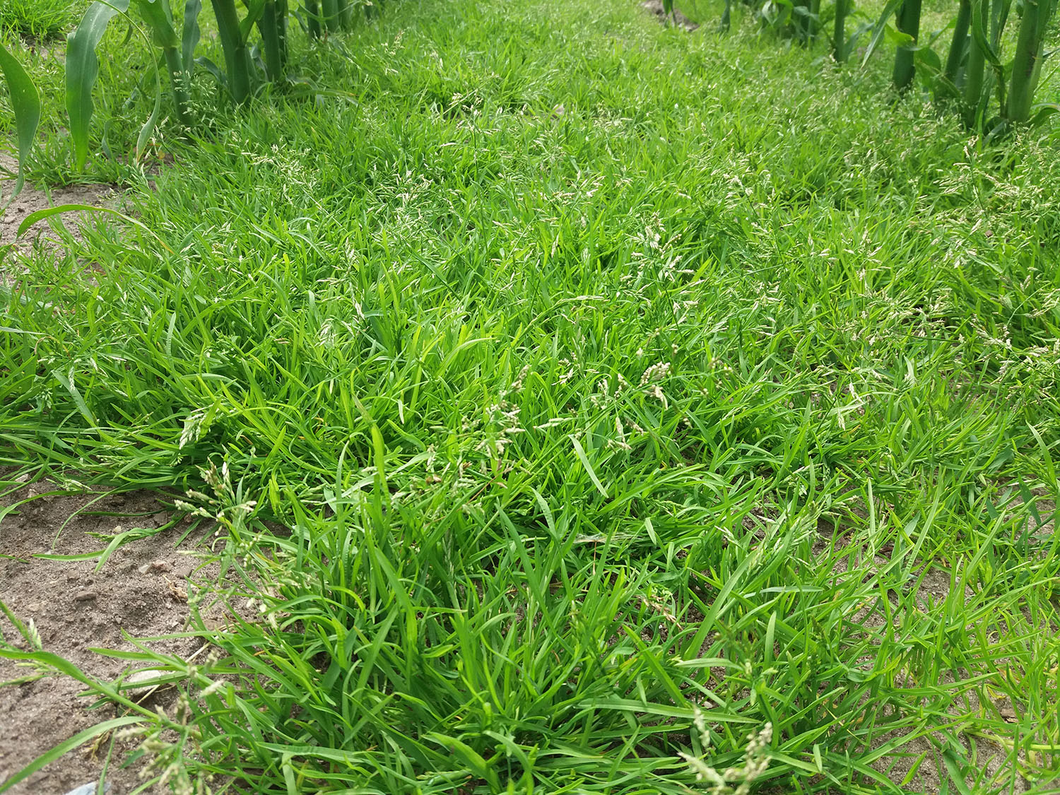 Overraskende udvikling af resistens hos enårig rapgræs