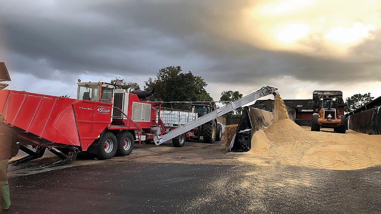 220 ha med lupiner – og  der kommer flere næste år
