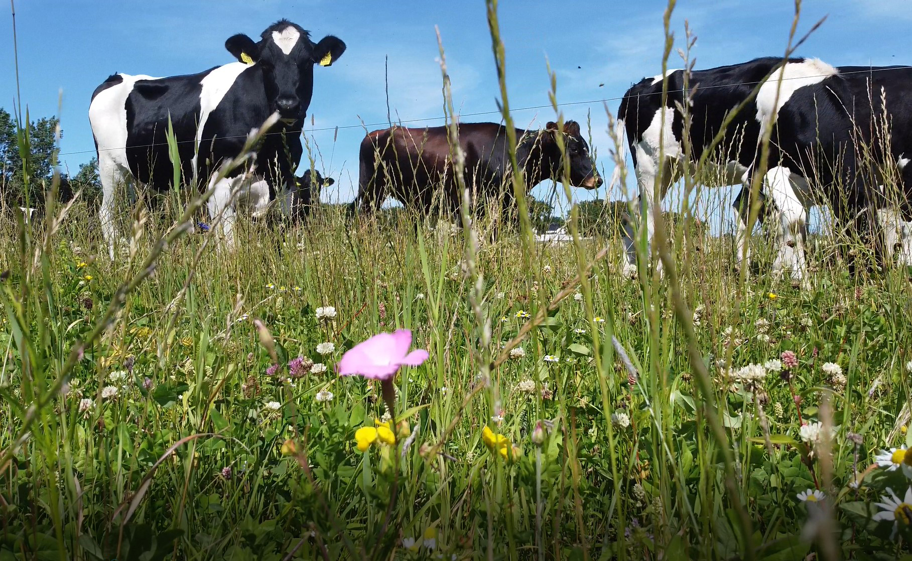 Indtjeningen igen presset på økologisk mælk