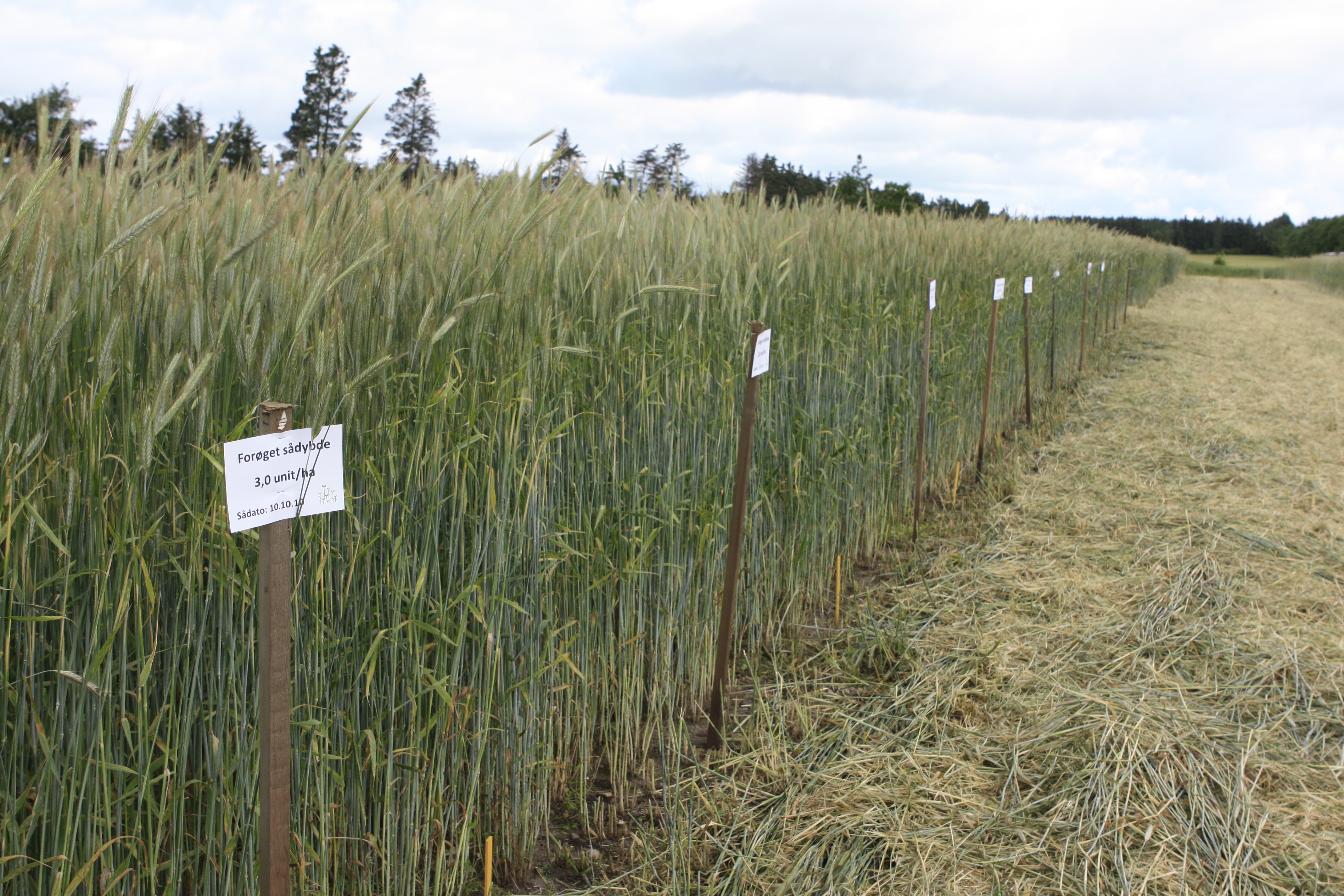 2 kr. pr. ha til innovation - nu på fakturaen