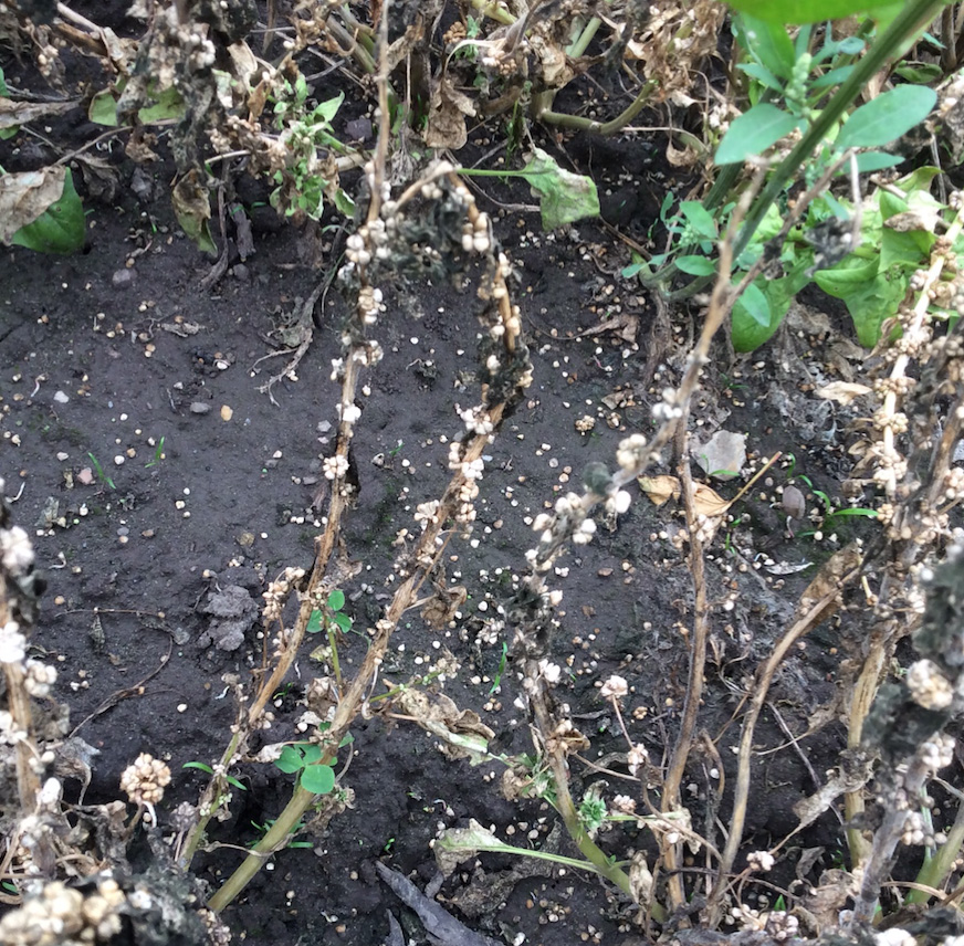 Det er højsæson for haglskader