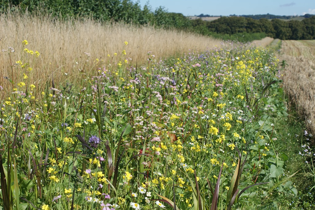 Vilde tiltag på kirkegårdene er ikke så vilde endda