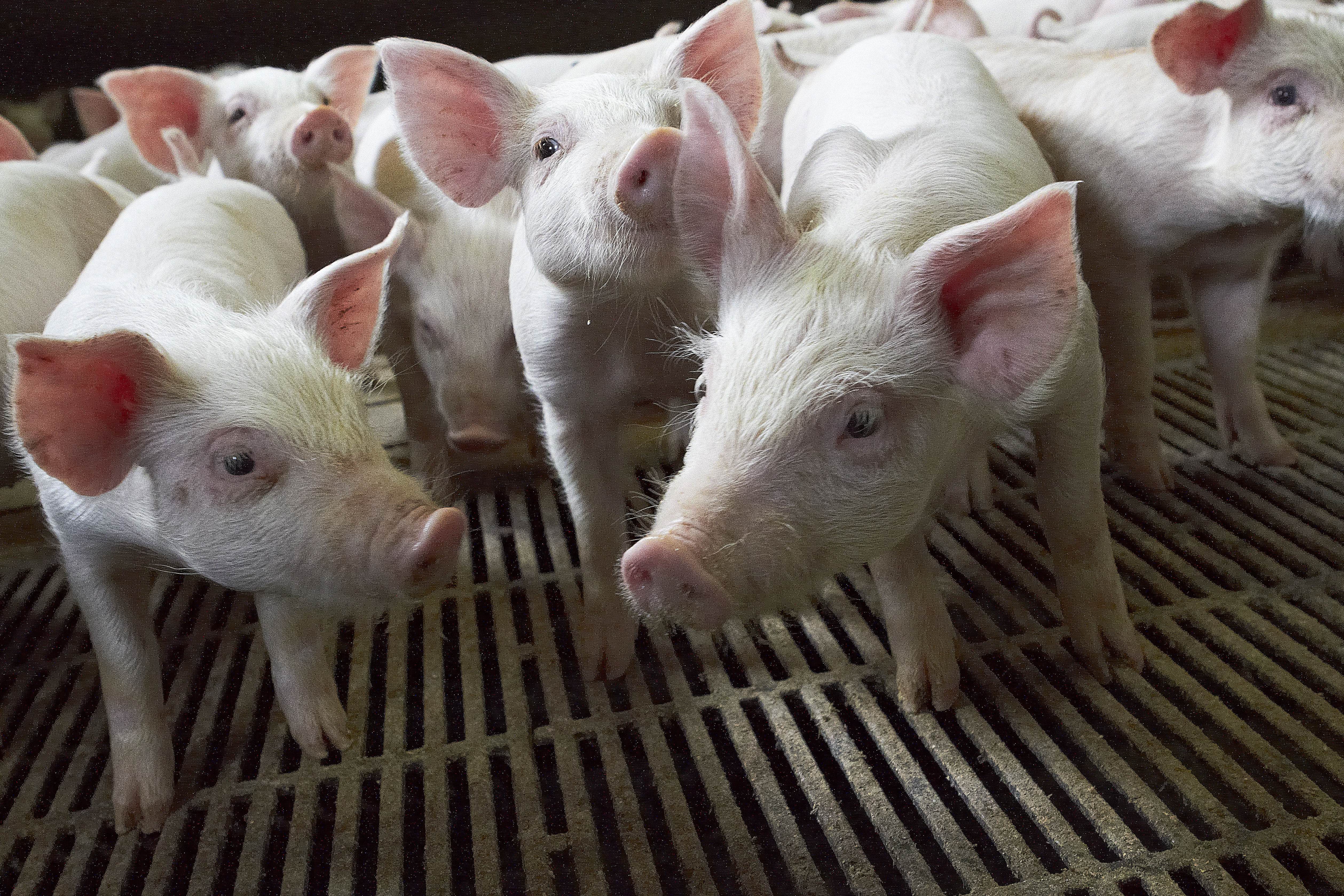 Rekordregnskaber for smågriseproducenter