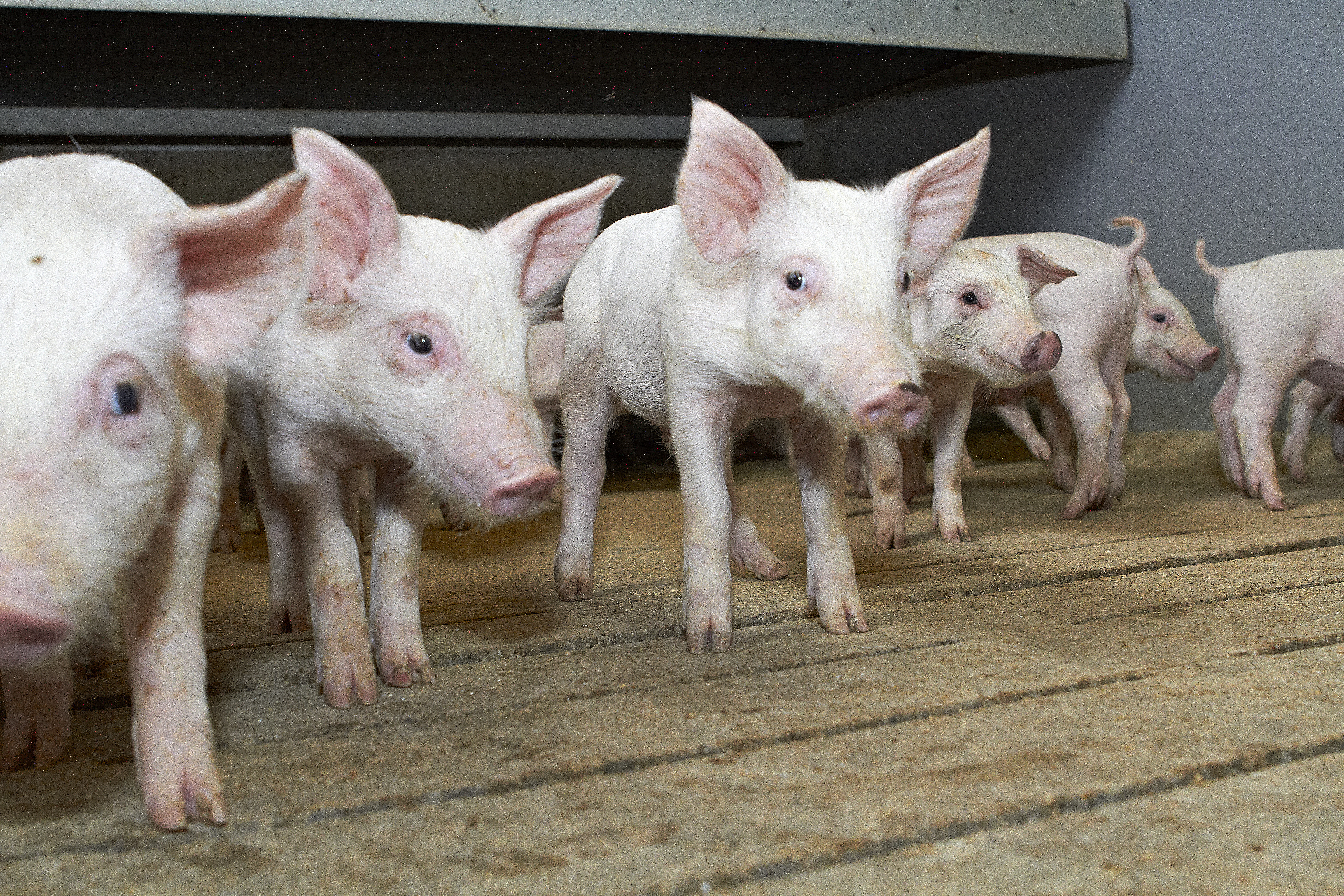 Nu redder de højere svinepriser landmænd fra konkurs