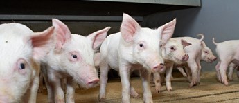Nu redder de højere svinepriser landmænd fra konkurs