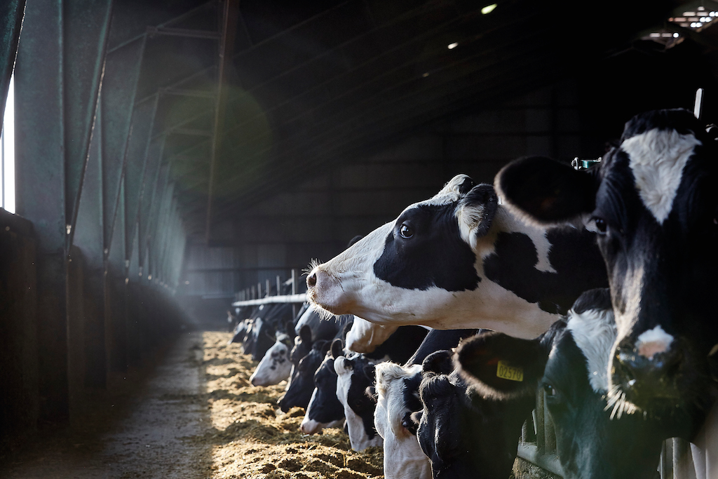 Fremtiden er uden importeret protein