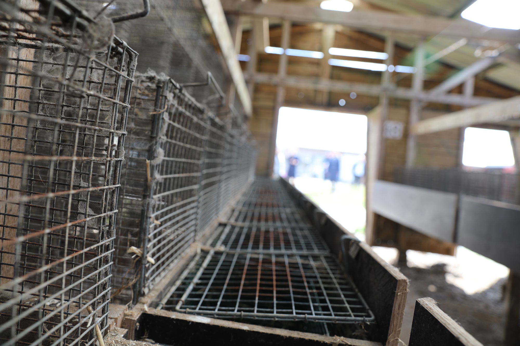 Råd til tidligere minkavlere efter ny udmelding: Afvent