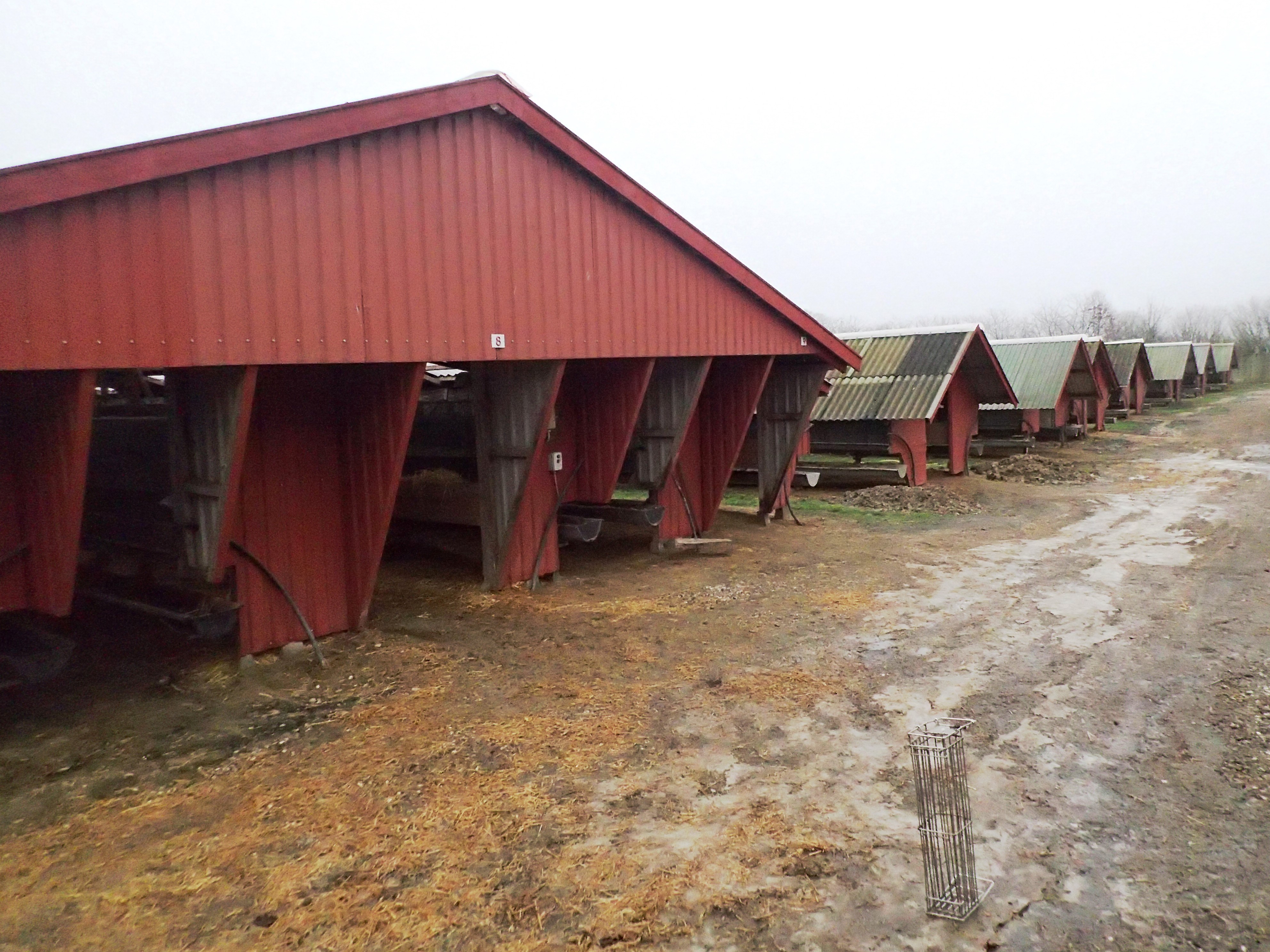 Nedlukkede minkfarme bør forsikres som var de i drift